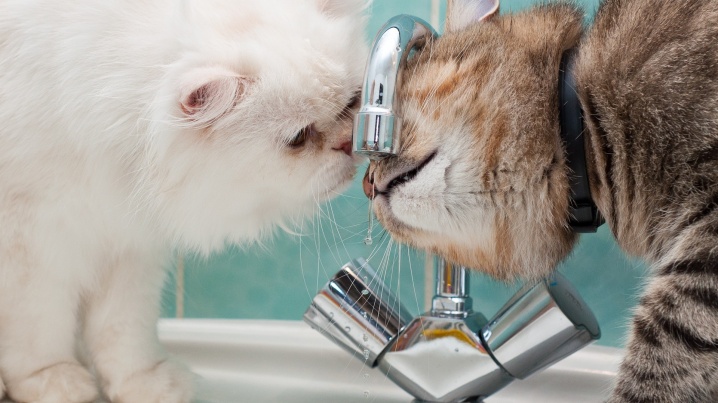 1450092892_animals___cats_two_cats_drink_water_from_the_tap_097771_