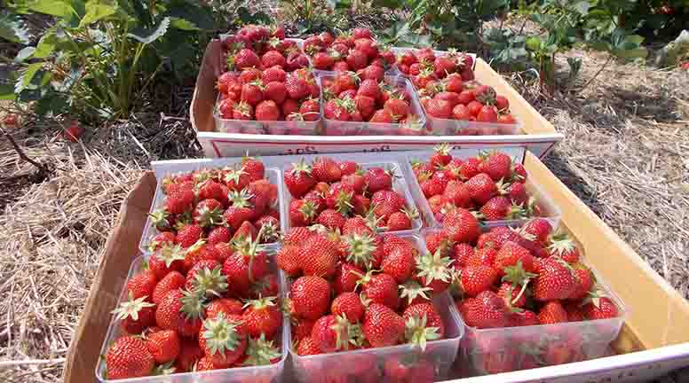 strawberry-harvest