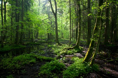 Morning_Forest_Wall_Mural