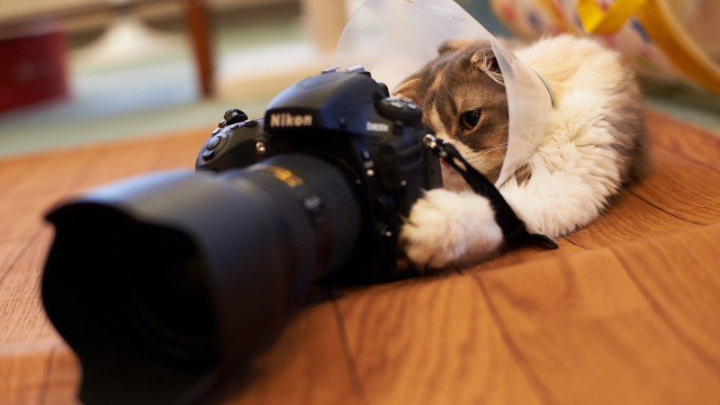 1920x1080_cat-camera-nikon