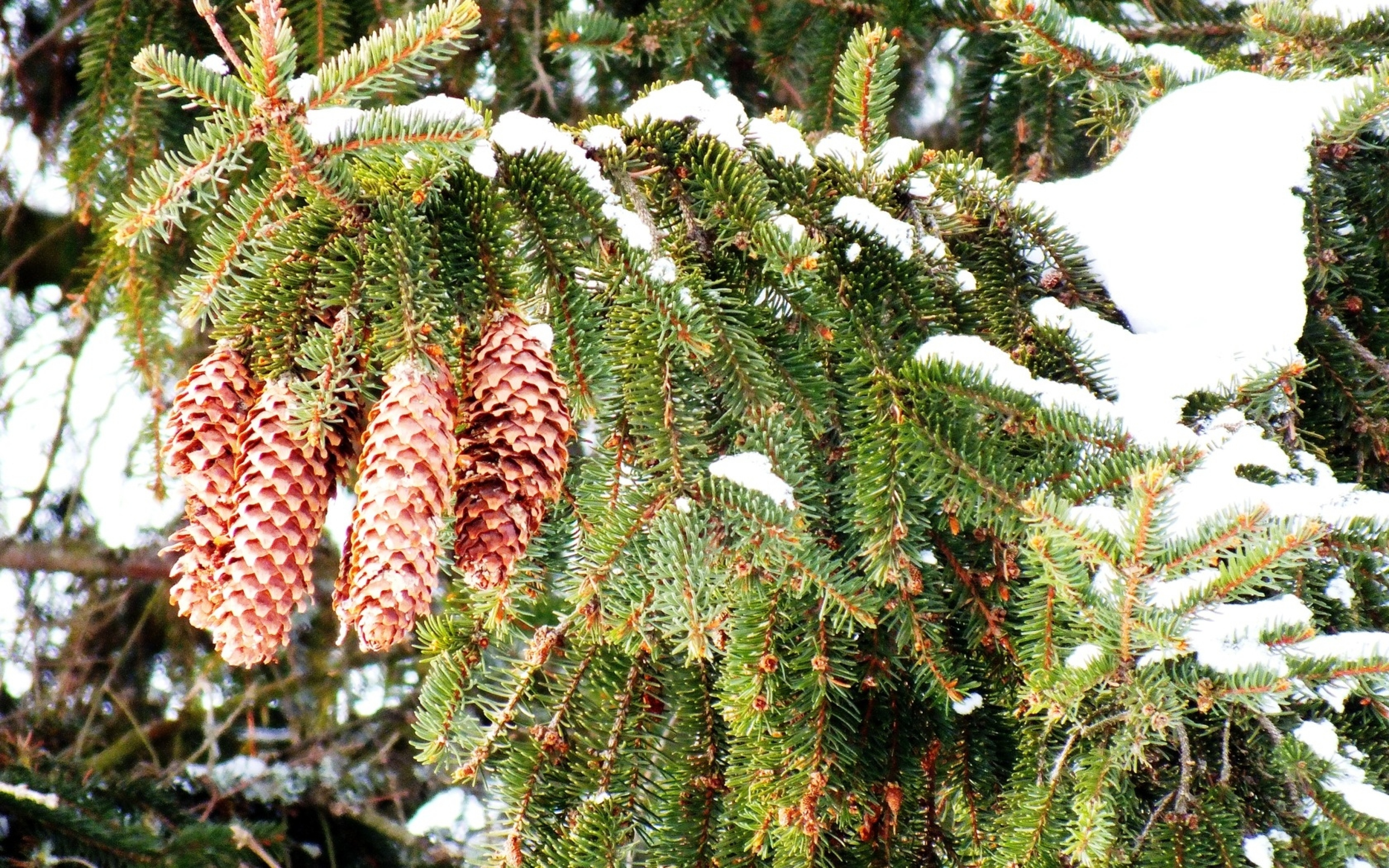 cones_fir-tree_branches_snow_winter_prickles_57369_3840x2400