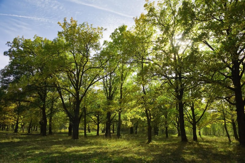 View of beautiful oak grove in summer