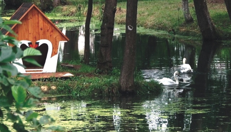 За ініціативи учасника "Хата на тата" із Тячівщини у місцевому парку оселились лебеді
