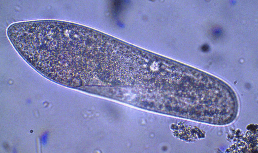 В Ужгородському водоканалі впровадили сучасний біоіндикаційний метод контролю стічних вод